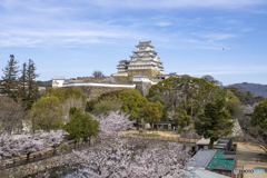 姫路城と桜③