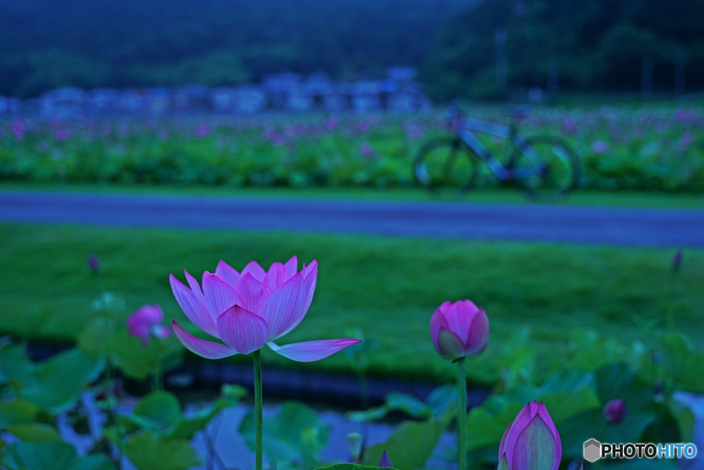 蓮の花①