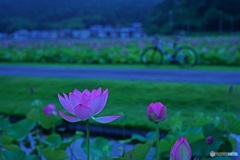 蓮の花①