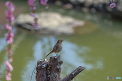 枝垂れ梅とジョウビタキ♀