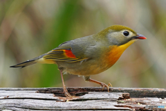 相思鳥①