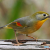 相思鳥①