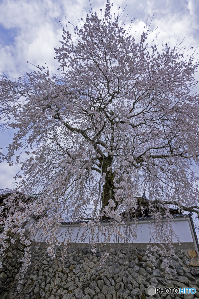 大糸桜②