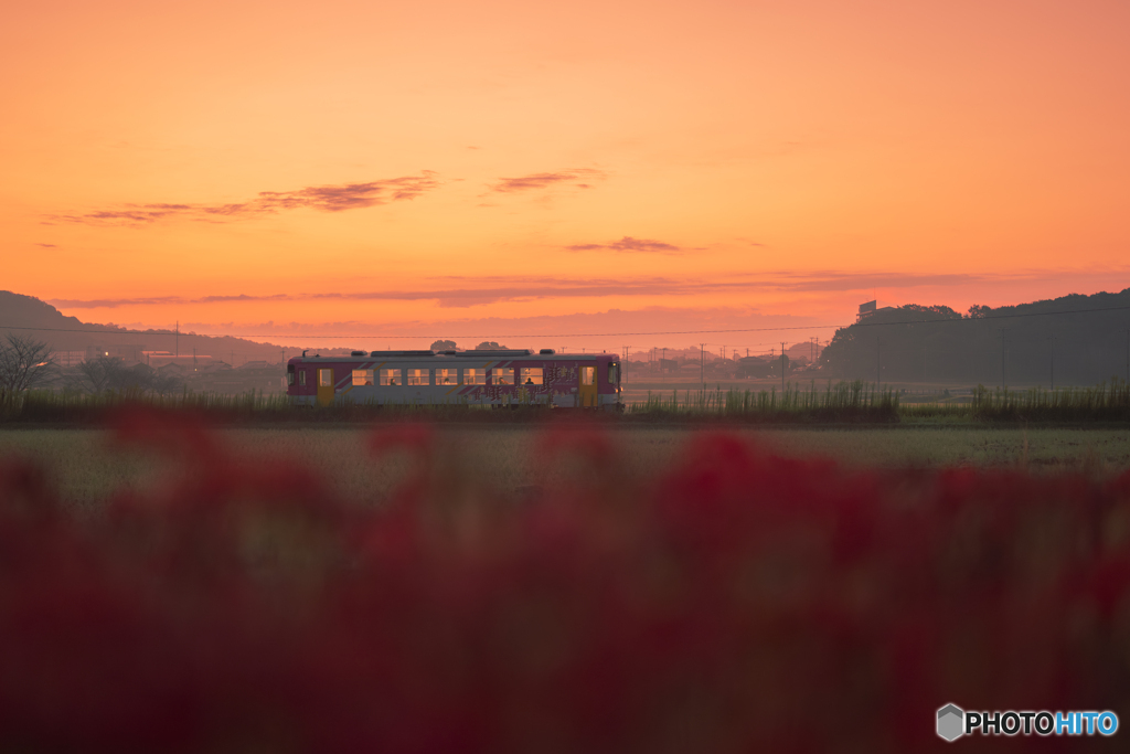 北条鉄道と彼岸花