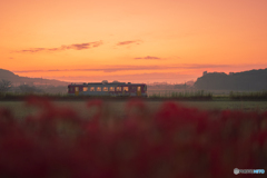 北条鉄道と彼岸花