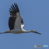 コウノトリ④