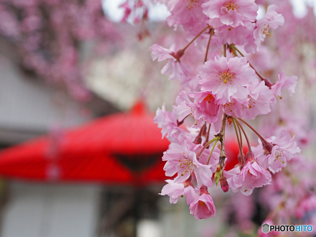 糸桜③