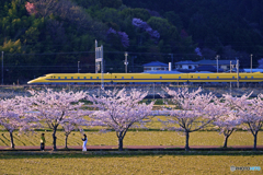 ドクターイエローと桜