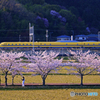 ドクターイエローと桜