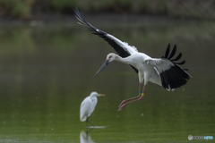コウノトリ⑩ コウノトリ⑩