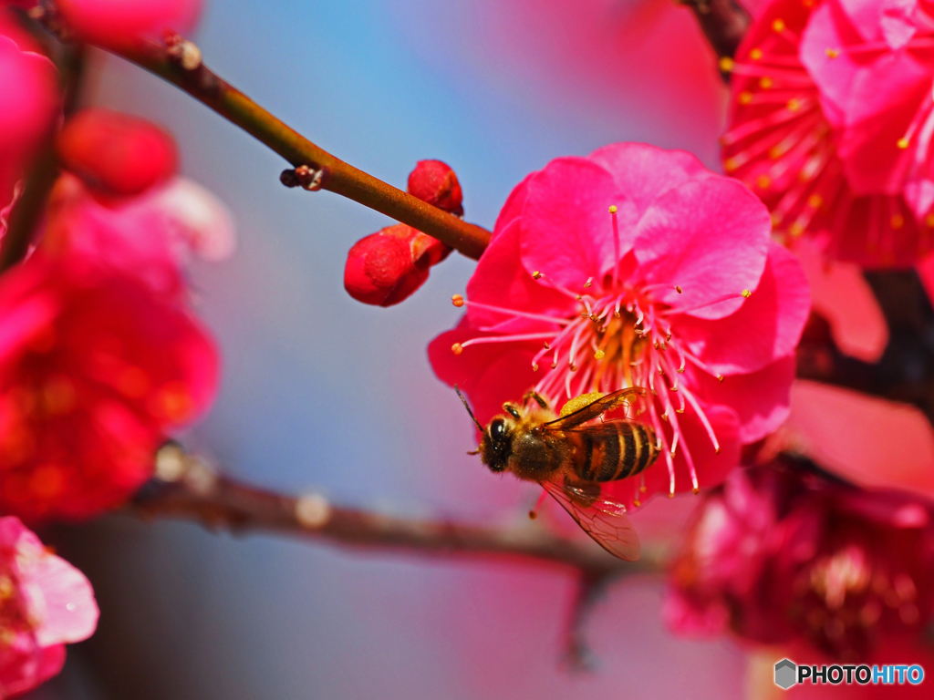 蜜蜂