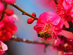 蜜蜂
