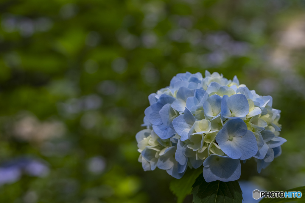 浄土寺の紫陽花⑤