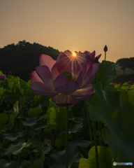 朝日と蓮の花④