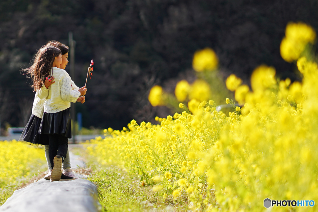 菜の花畑②