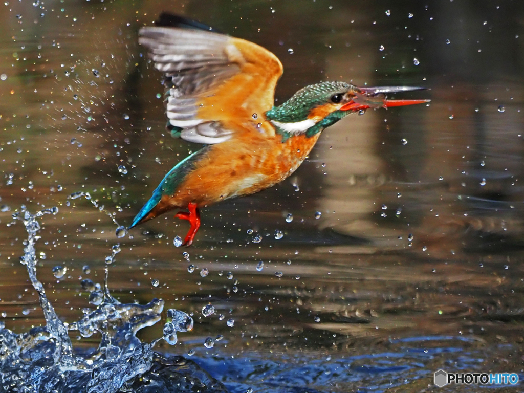 カワセミ　離水Ⅴ