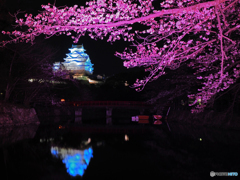 ブルーライトアップ姫路城と桜