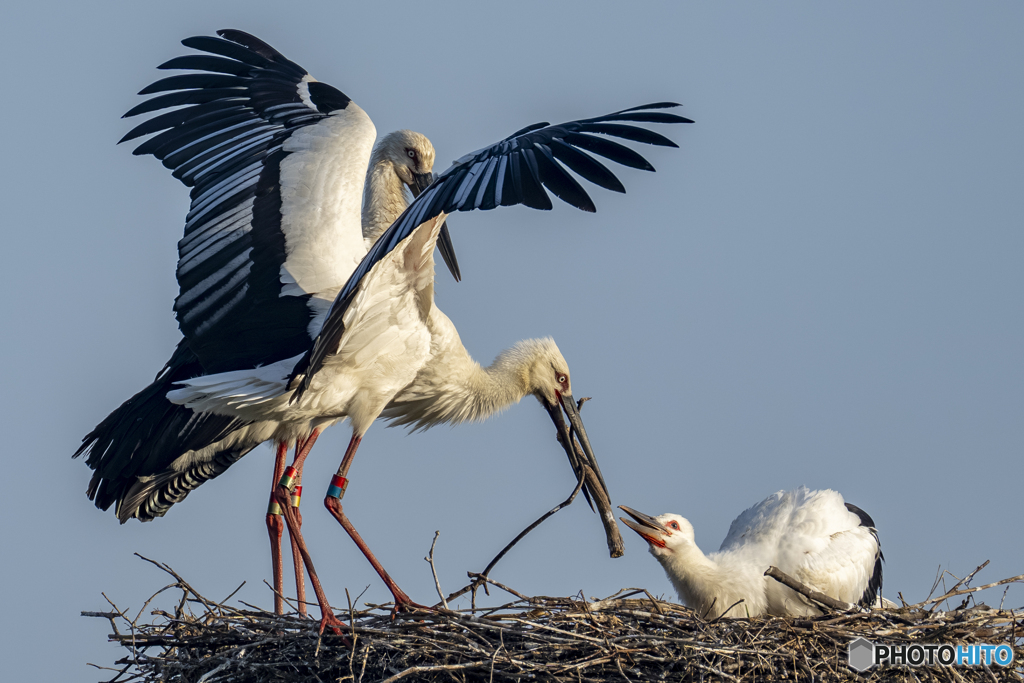 コウノトリの子育て②