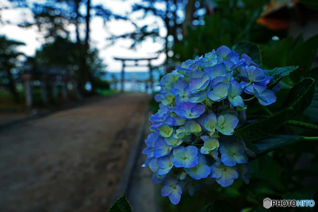 紫陽花と鳥居