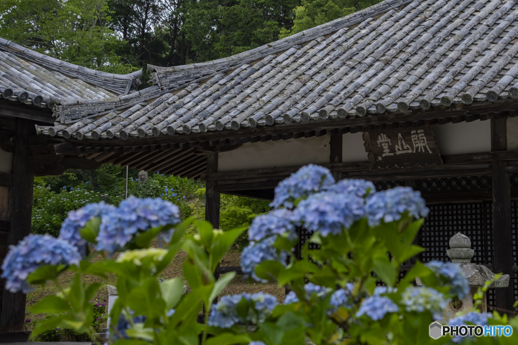 浄土寺の紫陽花⑥