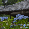 浄土寺の紫陽花⑥