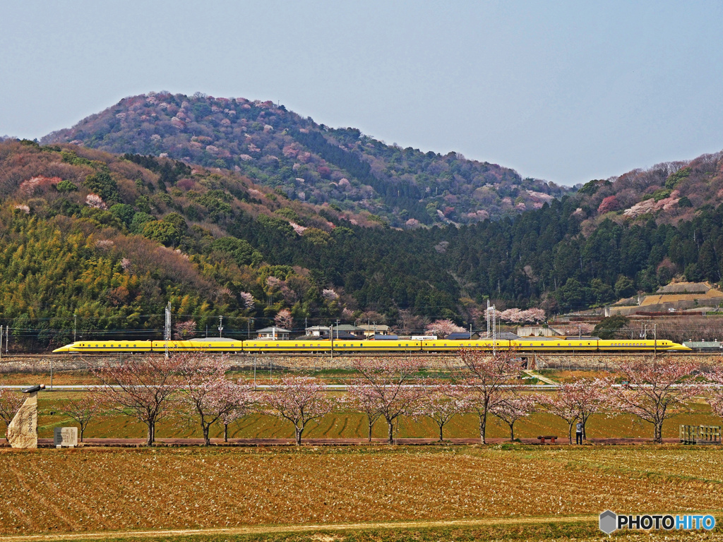 ドクターイエローと桜（全車両）