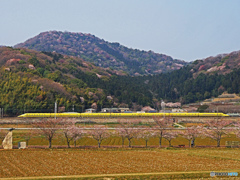 ドクターイエローと桜（全車両）