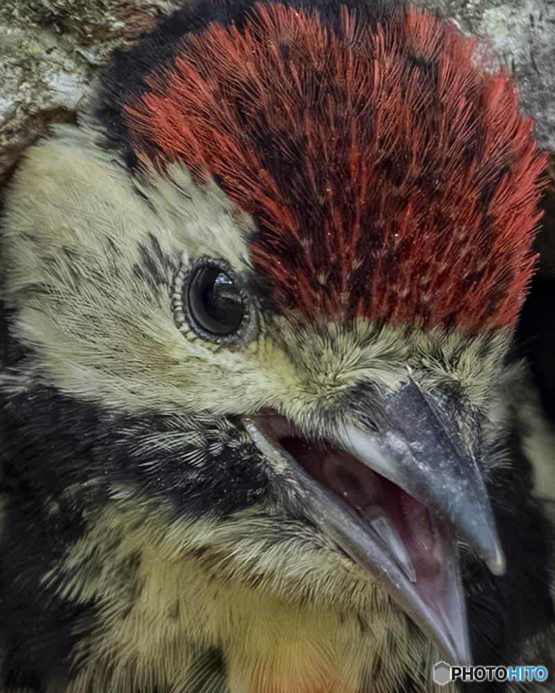 アカゲラ幼鳥①