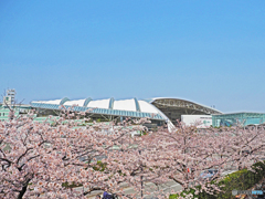阪神競馬場の桜①