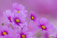 秋桜①