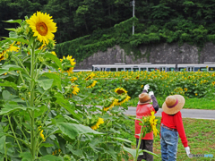 ひまわり畑と列車②