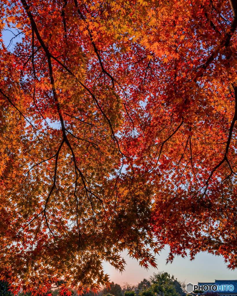 姫路城の紅葉③