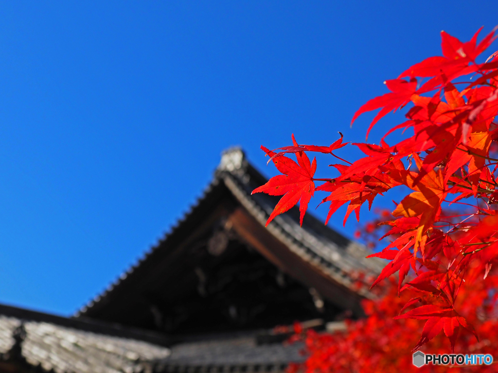 青空に紅葉