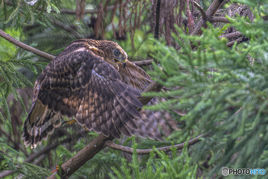 オオタカ幼鳥⑦