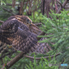 オオタカ幼鳥⑦