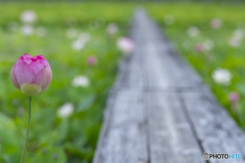 蓮の花②