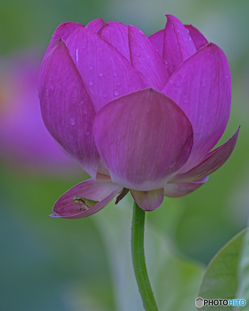 蓮の花とアマガエル①