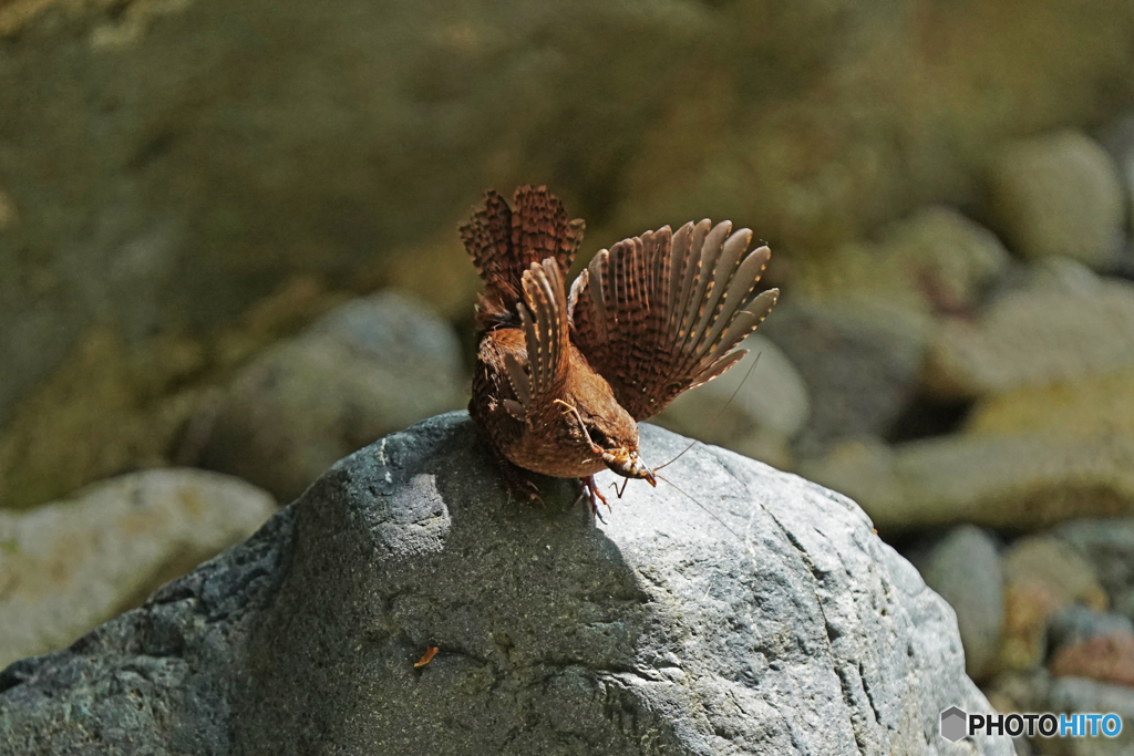 ミソサザイ採餌④