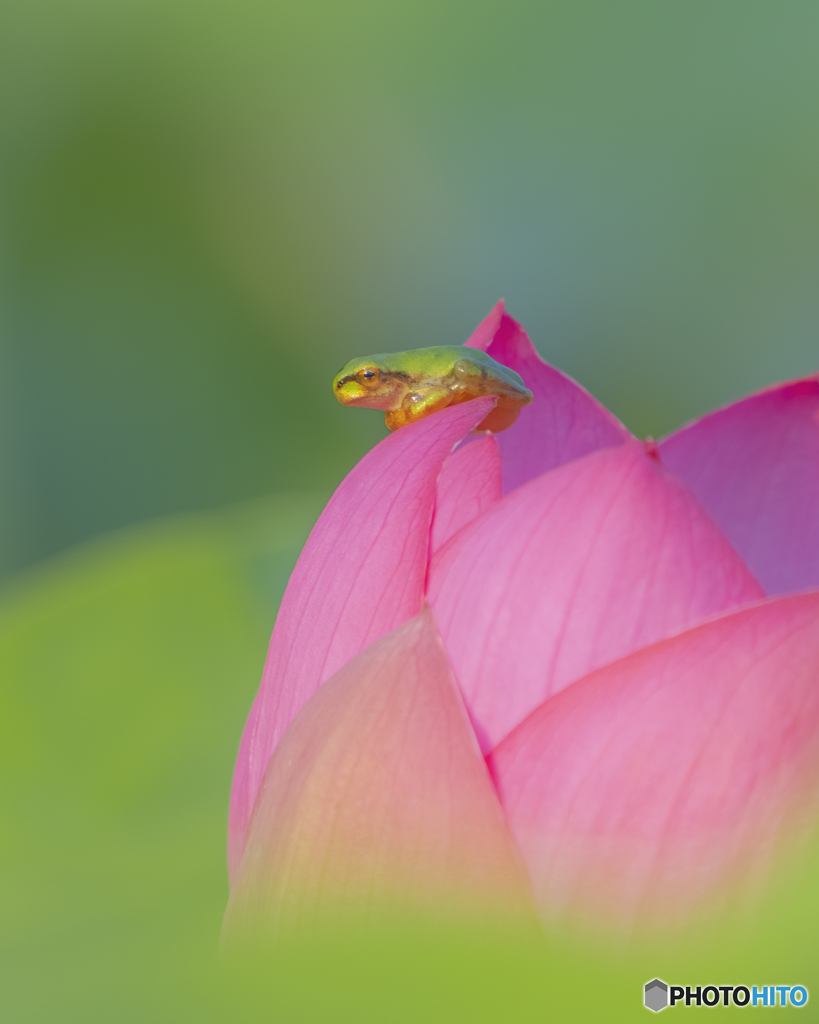 蓮の花②