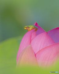 蓮の花②