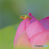 蓮の花②