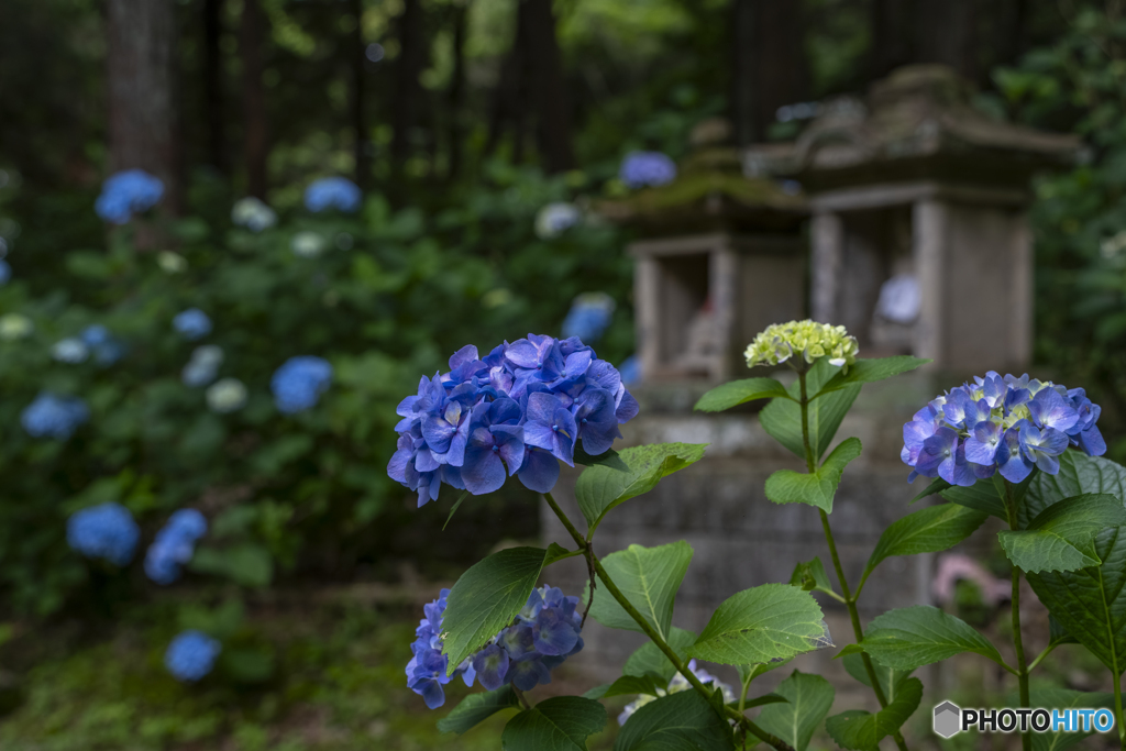 浄土寺の紫陽花③