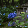 浄土寺の紫陽花③