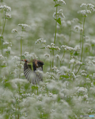白そばの花とノビタキ②