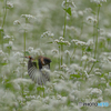 白そばの花とノビタキ②
