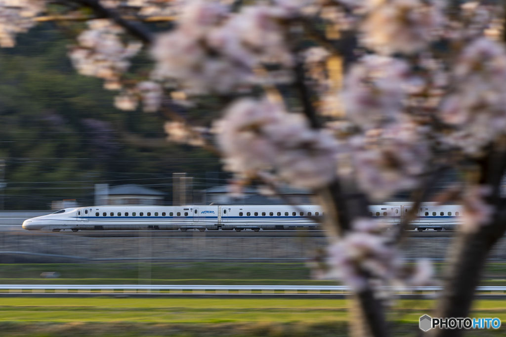 新幹線と桜①