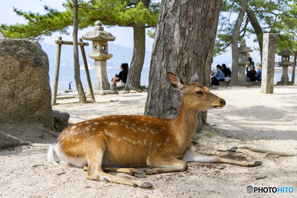 厳島神社