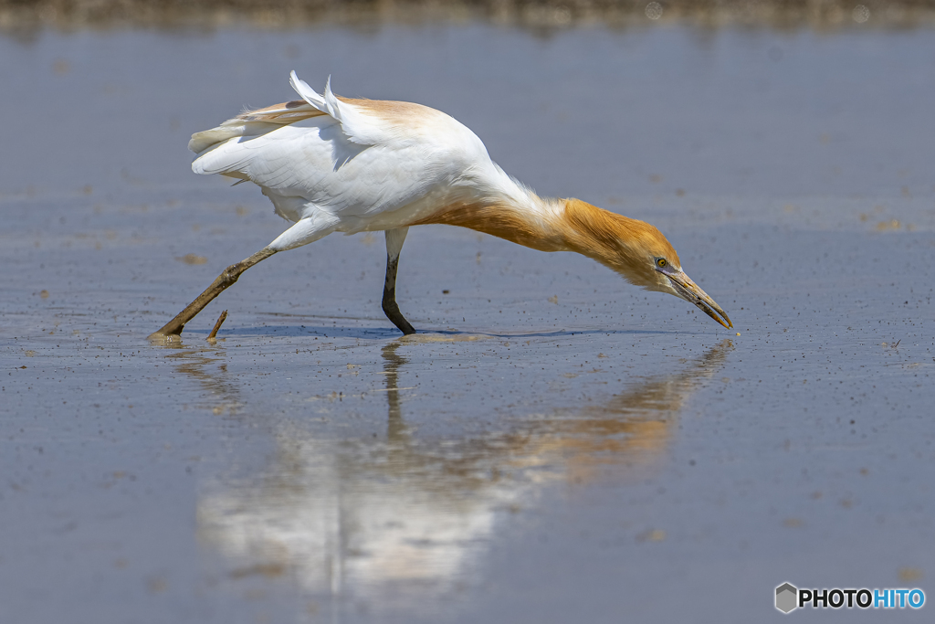 アマサギ③