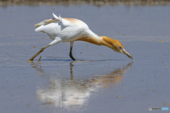 アマサギ③