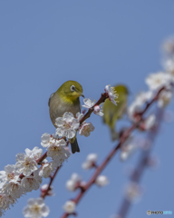 ウメジロー